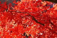 Fall Leaves on Campus